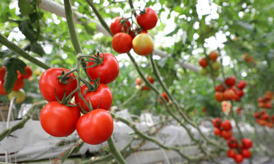 PLANTZON tomato Seed(25 per packet)