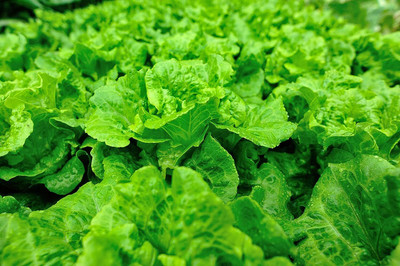 Aywal Good Germination Lettuce Green Vegetable Seed(10 per packet)