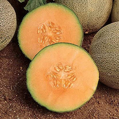 CYBEXIS Musk Melon Hami Melon Seeds Tasty DIY 400 Seeds Seed(400 per packet)