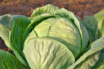 AFARTIOBINA 136 Pc Cabage Seeds Seed(136 per packet)