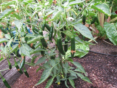 CYBEXIS F1 Hybrid Serrano Pepper Chilli Seeds600 Seeds Seed(600 per packet)