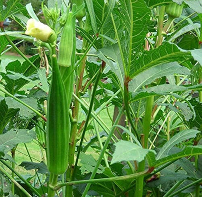 ibains Radhika bhindi seeds Seed(128 per packet)