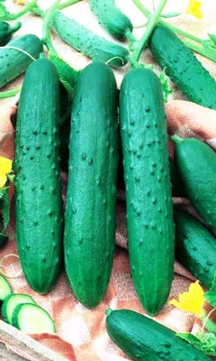 Qualtivate HYB-7A Indoor Cucumber Zozula F1 Seed(300 per packet)