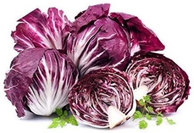 CYBEXIS KGF -3 - Palla Rossa Lettuce - (150 Seeds) Seed(150 per packet)