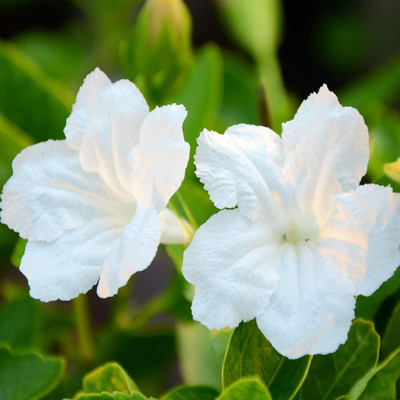 Qualtivate LX-228 White Mexican Petunia Seeds Seed(50 per packet)