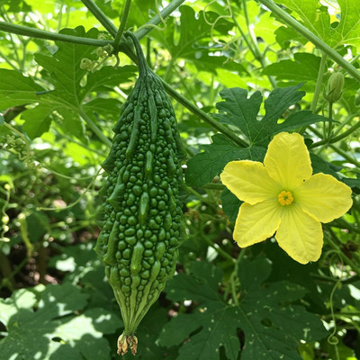 KNESSiN Heirloom Green Bitter Gourd Seeds For Growing (500 Seeds) Seed(500 per packet)