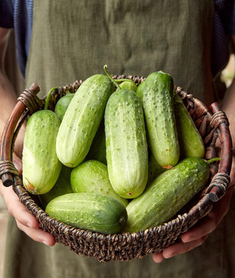 Qualtivate RES-1A Pick-A-Bushel Pickling Cucumber Seeds Seed(300 per packet)