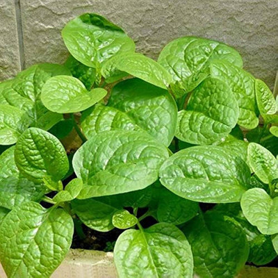 BDSresolve malabar spinach seeds for planting/malabar spinach seed 15 Seed(15 per packet)
