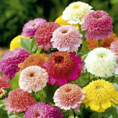 VibeX XLL-35 - Zinnia Mix Flower - (30 Seeds) Seed(30 per packet)