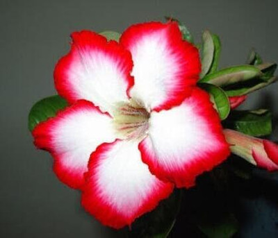 Qualtivate LXI-162 True Desert Rose Seeds Seed(30 per packet)