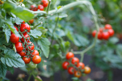 nature boon tomato Seed(55 per packet)