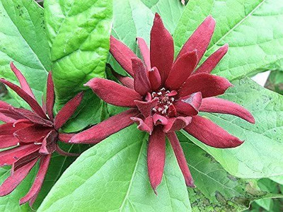 WILLVINE NBIR-10 SWEETSHRUB Carolina Allspice Seed(100 per packet)