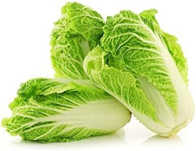 WILLVINE AGRI -X Peking Chinese Cabbage Pak Choi [2.5g] Seed(750 per packet)