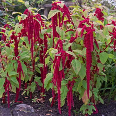 Lorvox Amaranthus Love Lies Bleeding Seed(90 per packet)