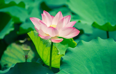 AK AGRO HYBRID SEEDS lotus,kamal gatta Seed(10 per packet)