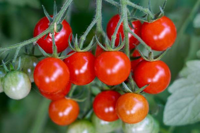 Kodali Hybrid F1 Tomato Seeds Pack Of 80 Seed(80 per packet)