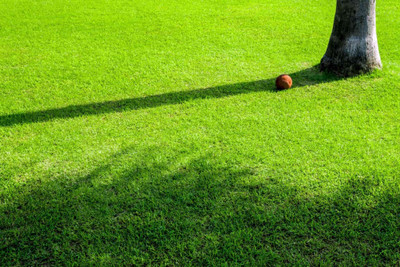 the green dotcom Grass Seed Home Garden Seed(15000 per packet)