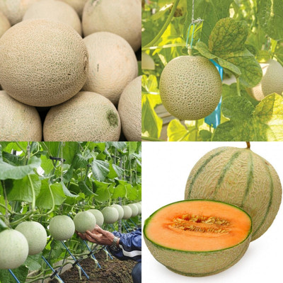 ibains Muskmelon seeds for growing 21 Seed(21 per packet)