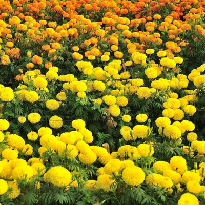 Aywal genda phool ,marigold Seed(2 per packet)
