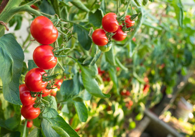 WANCY tomato Seed(80 per packet)