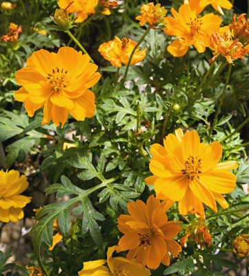 Quentova 'Cosmic Orange' cosmos-9G-TKK Seed(50 per packet)