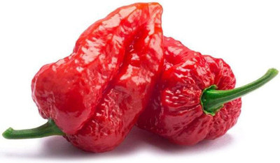CYBEXIS Hardy Bhoot Jholakia Ghost Chilli600 Seeds Seed(600 per packet)