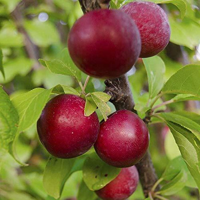 Aywal Allo Bukhara Seed(8 per packet)