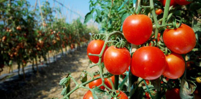 DEYS AGRO ™ tomato seeds,F1 HYBRID vegetable seeds Seed(85 per packet)
