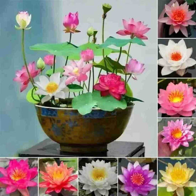 seedkart KAMAL seeds lotus seeds Seed(10 per packet)