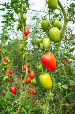 TIMOSHA tomato Seed(85 per packet)