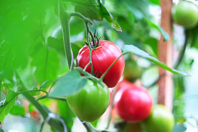 Bharath Agencies tomato Seed(115 per packet)
