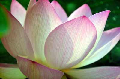 seedex lotus,kamal gatta Seed(15 per packet)