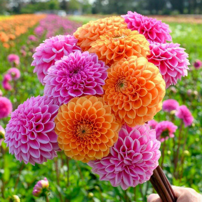 Alishaa MIXED DAHILA FLOWER SEEDS Seed(18 per packet)