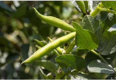 Quentova Broad Bean Organic-KWI Seed(75 per packet)