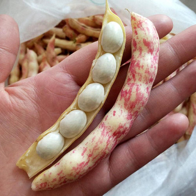 KNESSiN MAX-10 Colorful Beans Seed(150 per packet)