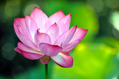 Hybrid Galaxy lotus,kamal gatta Seed(10 per packet)