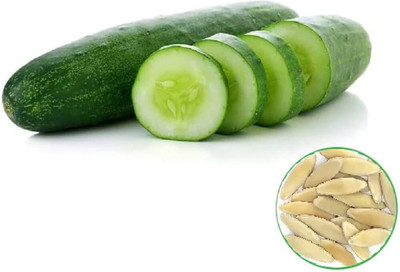 BDSresolve Asian Cucumber Seeds PACK OF 101 Seed(101 per packet)