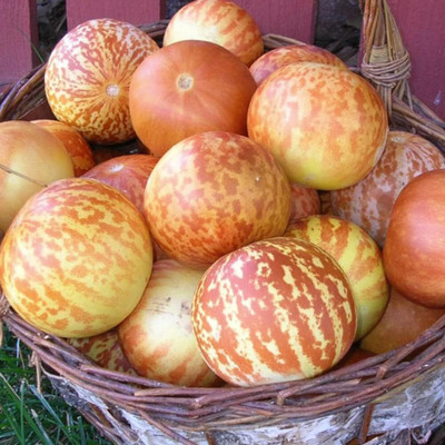 Qualtivate HUA-1A Tigger Musk Melon Seed(200 per packet)