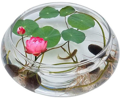 CYBEXIS Lotus Seed(90 per packet)