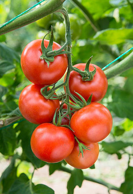 jui halder tomato Seed(135 per packet)