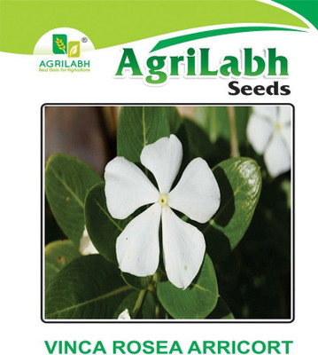 agrilabh FLOWERS SEEDS Seed(50 per packet)