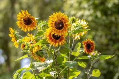 Arshiayat Sunflower Seed(70 per packet)