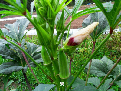 ibains Vendi seeds Seed(136 per packet)