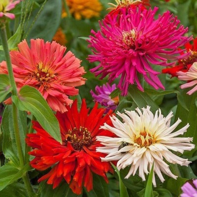 CYBEXIS VXI-36 - Zinnia Multicolor Giant Cut Quill Petals - (270 Seeds) Seed(270 per packet)