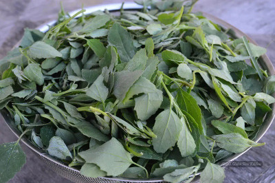 Farmonix Bathua Saag Vegetable Seed(500 per packet)