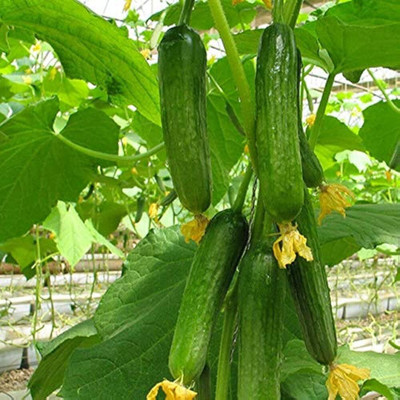 LPR CUCUMBER ,KHIRA Seed(200 per packet)