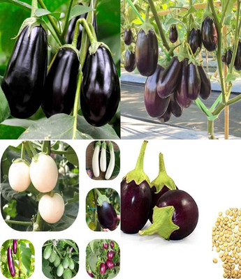 ibains Brinjal plant seeds eggplant beez 41 Seed(71 per packet)
