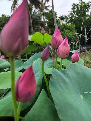 Jui Lotus, Kamal Seed(15 per packet)