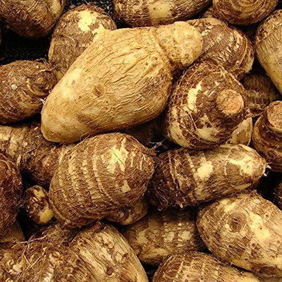 KANAYA Taro Root Arabi Beej Seed(11 per packet)
