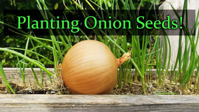 WILLVINE PAU -V Orange Onion Seeds [50g] Seed(30000 per packet)